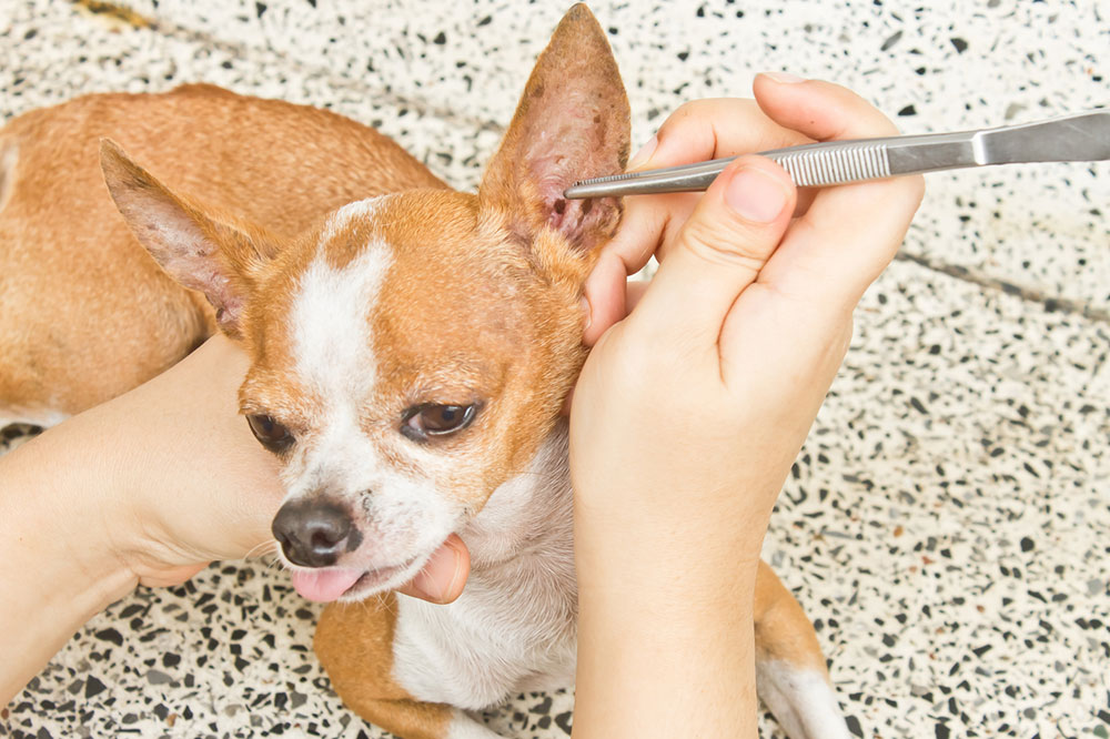 5 Best Natural Remedies to Get Rid of Fleas and Ticks