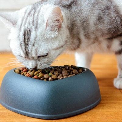 5 Healthy DIY Treats for Pampering Cats