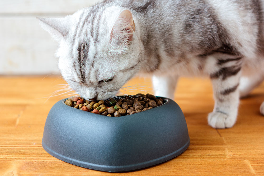 5 Healthy DIY Treats for Pampering Cats