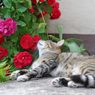 5 Toxic House Plants for Cats