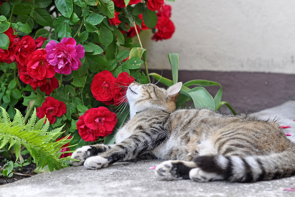 5 Toxic House Plants for Cats