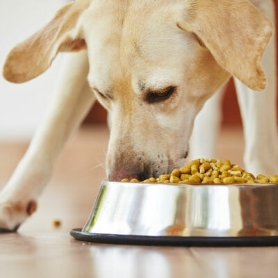 6 Common Causes of Food Allergies in Dogs