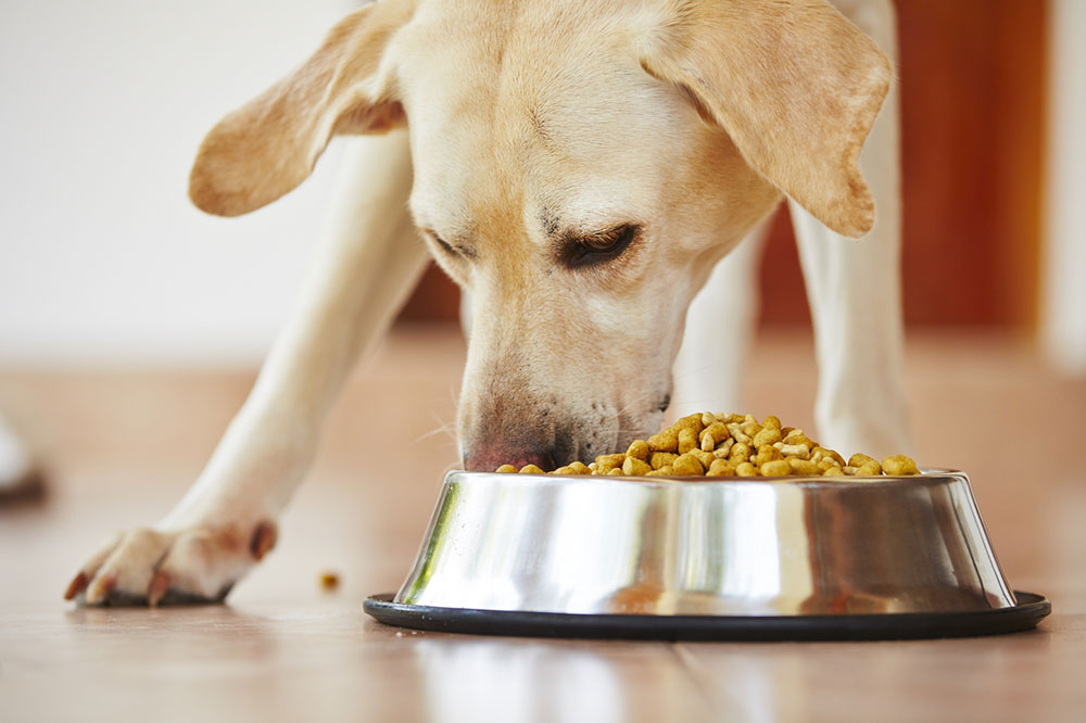 6 Common Causes of Food Allergies in Dogs